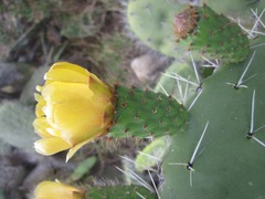 Opuntia ficus-indica