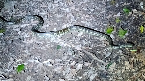 Coastal Carpet Python sighting