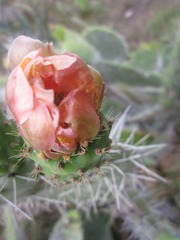 Opuntia ficus-indica
