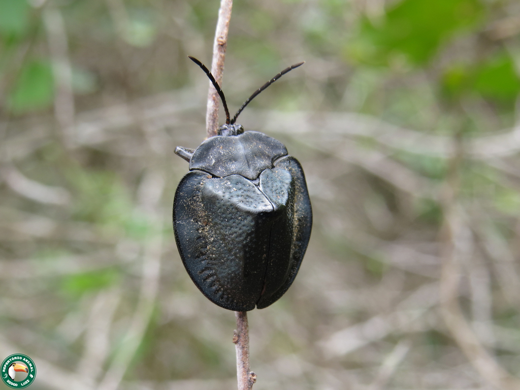 Cyclosoma germari