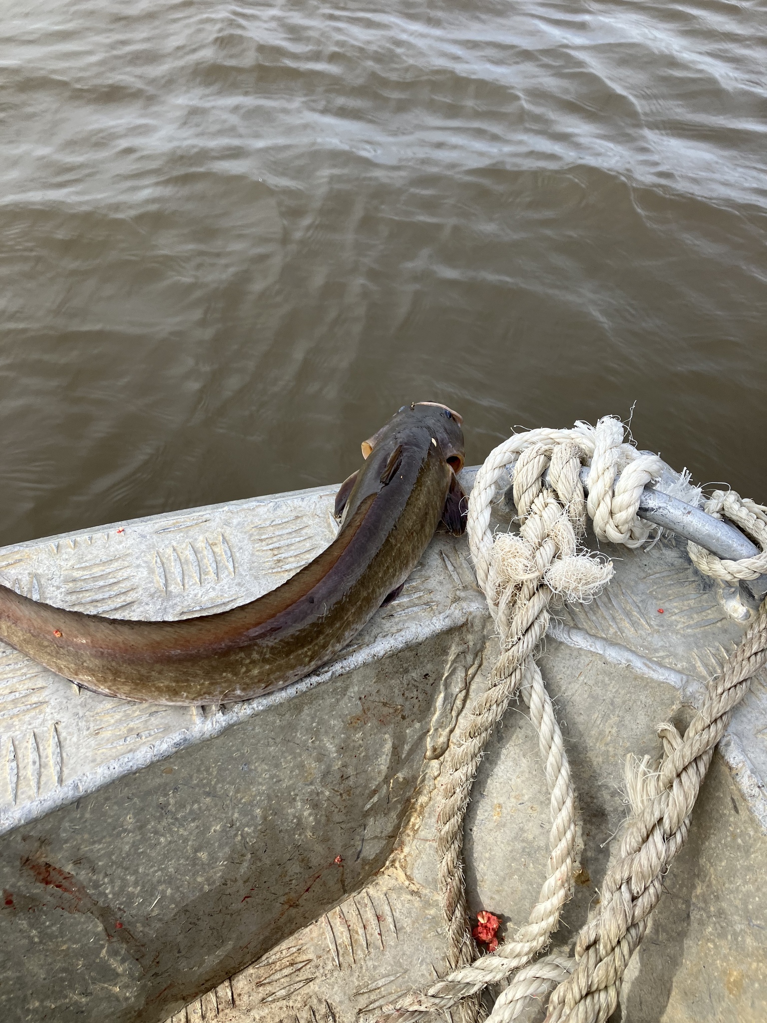 Longtailed Catfish photo 5