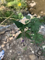 Solanum dulcamara