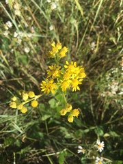 Solidago rigida humilis