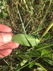 Solidago rigida humilis