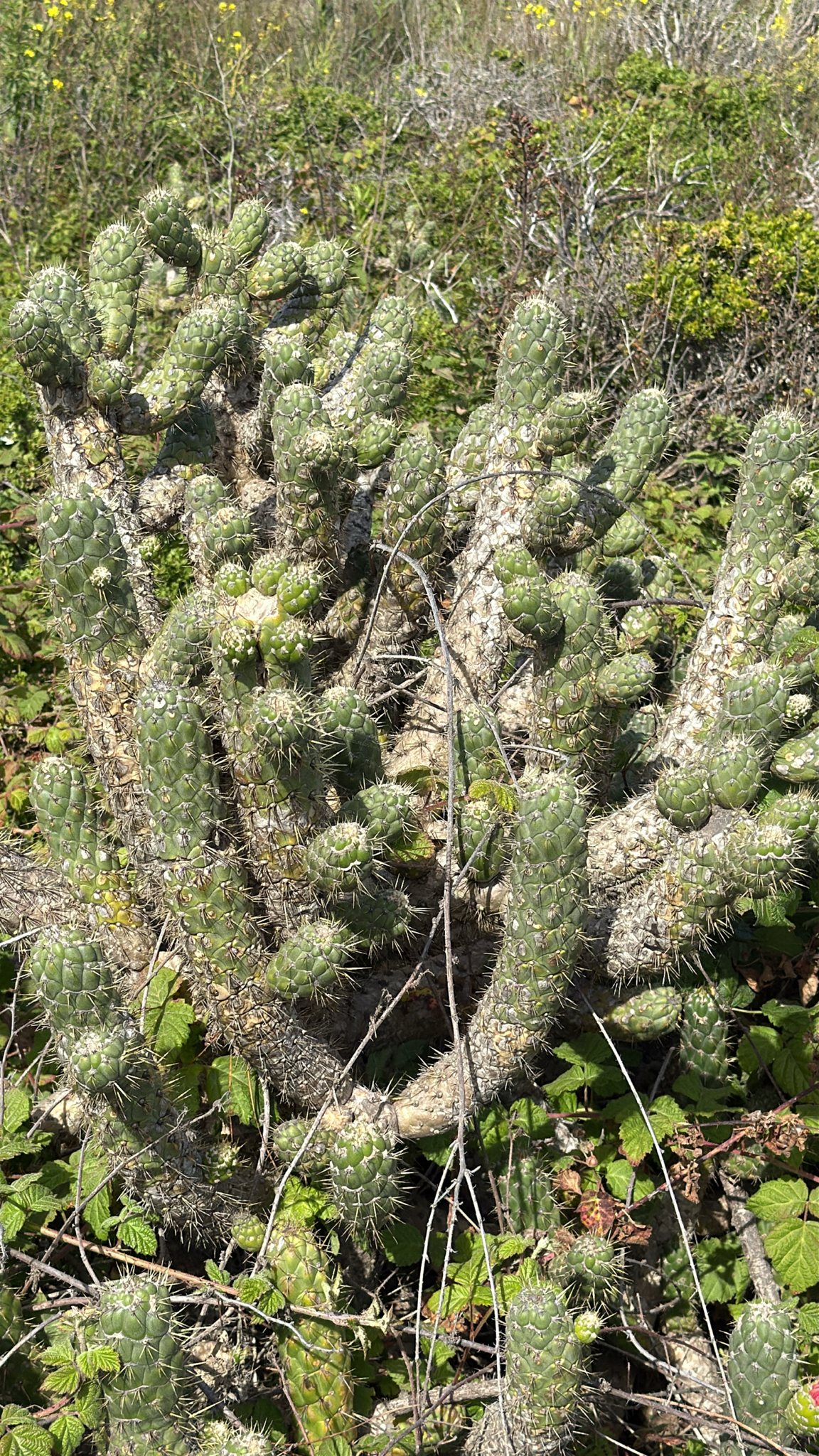 Imagem de Austrocylindropuntia cylindrica
