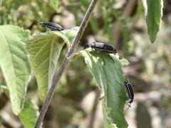 Epicauta cinctipennis