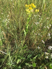 Solidago rigida humilis
