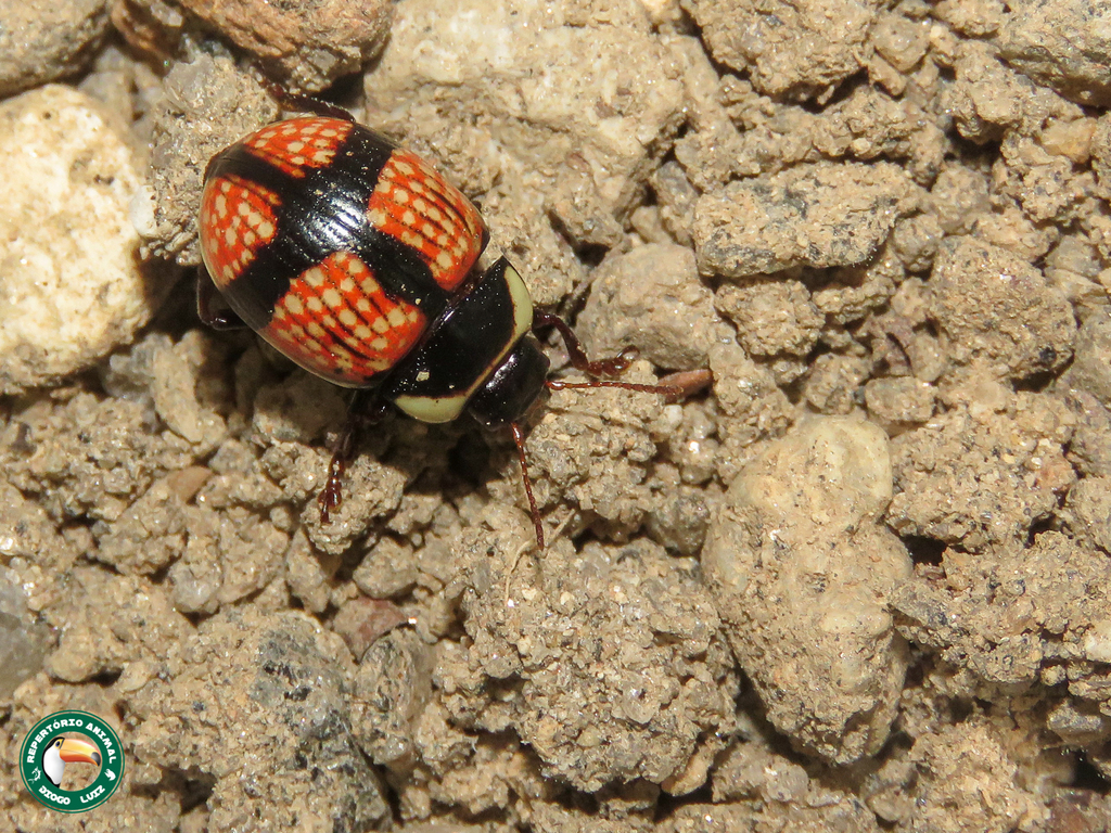 Deuterocampta cruxnigra