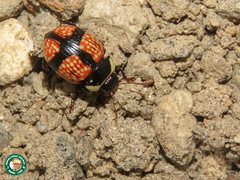 Deuterocampta cruxnigra
