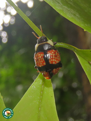 Deuterocampta cruxnigra