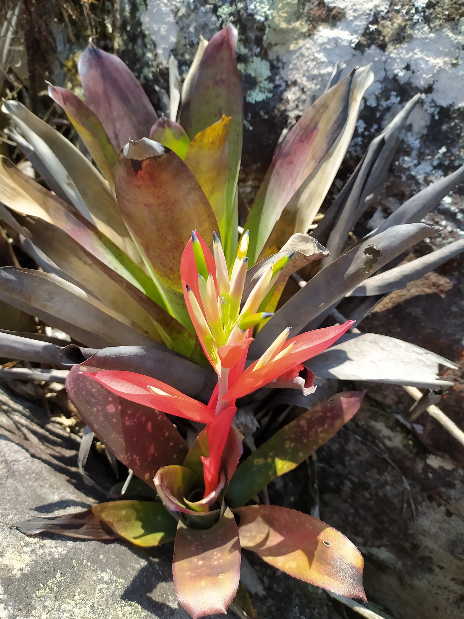 Billbergia amoena