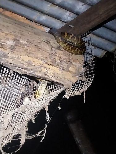 Australian Scrub Python sighting