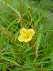 Ludwigia alternifolia