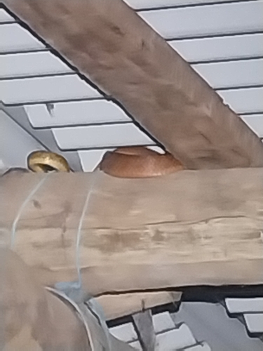 Brown Tree Snake sighting