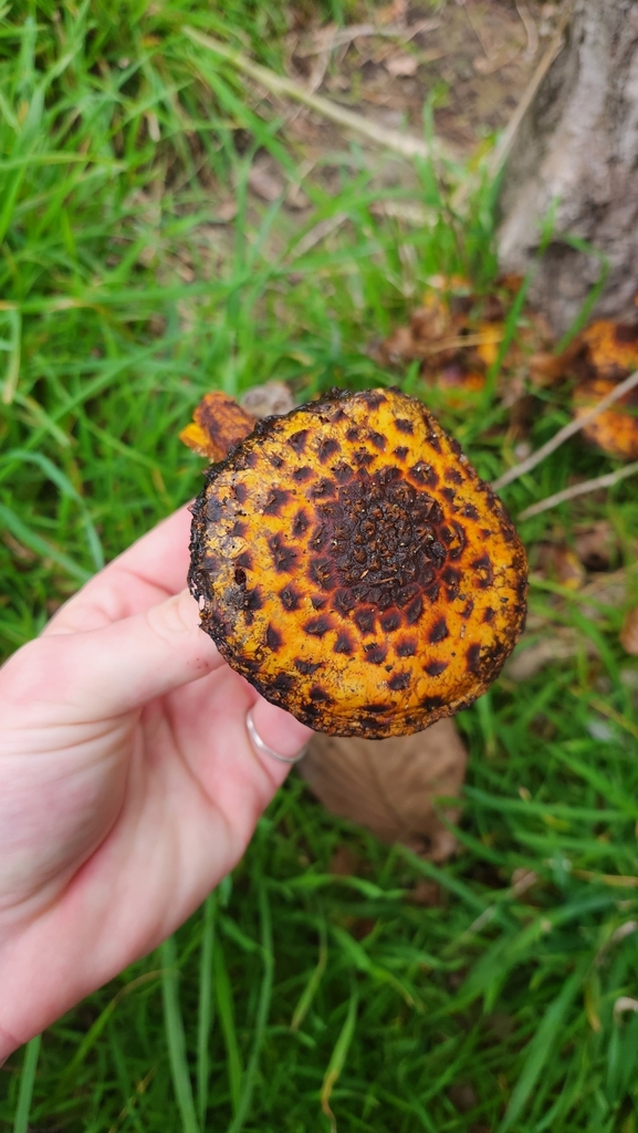 Pholiota glutinosa · May 2025 · photo: © squidney8 (iNaturalist, cc0)