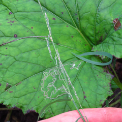 Muhlenbergia frondosa