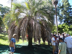 Butia capitata