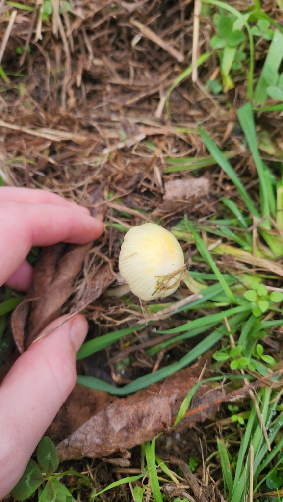 Bolbitius titubans · May 2025 · photo: © squidney8 (iNaturalist, cc0)