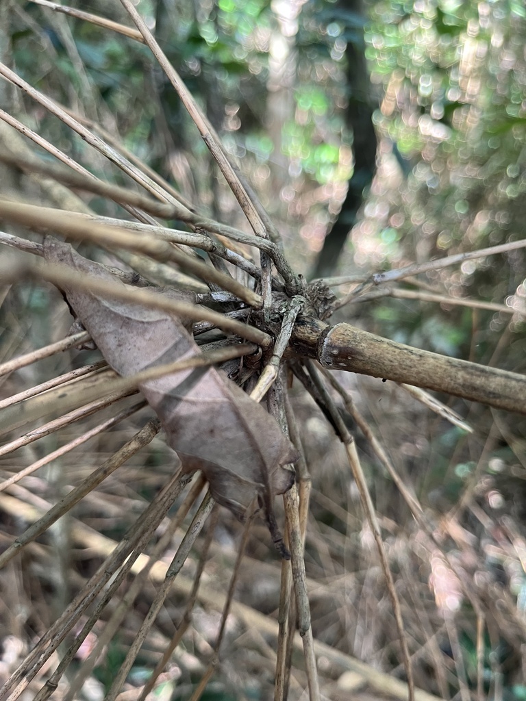 Bambusoideae