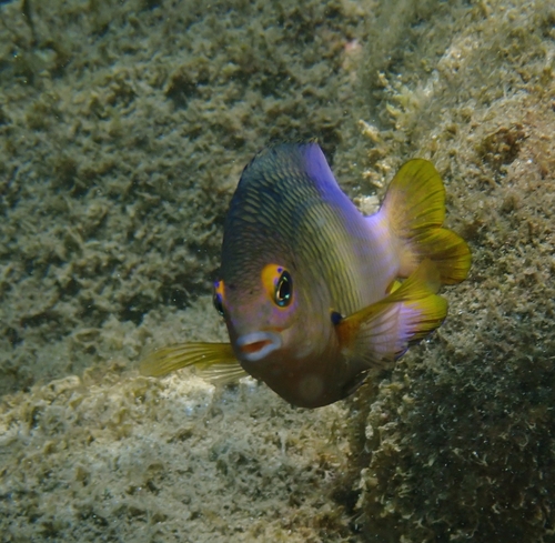 Clarion damselfish (Stegastes redemptus) — Pomacentridae — 3