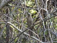 Turdoides hartlaubii
