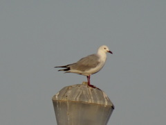 Chroicocephalus hartlaubii