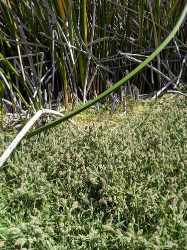 iNaturalist observation photo of swamp pricklegrass