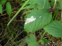Coptotriche marginea