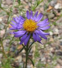 Machaeranthera