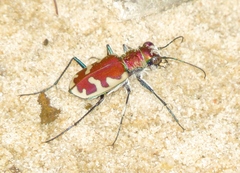 Cicindela formosa