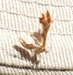 Geina periscelidactylus