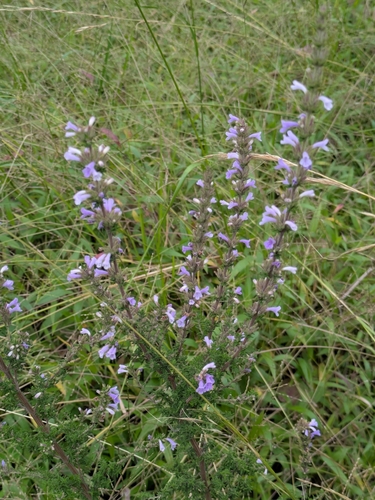 Clinopodium fasciculatum, photograph 6