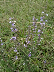 Clinopodium fasciculatum, photograph (c) portioid, some rights reserved (CC BY)