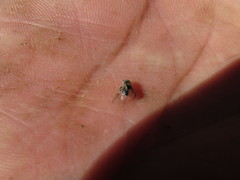 Dendroctonus