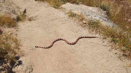 iNaturalist observation photo of California Mountain Kingsnake