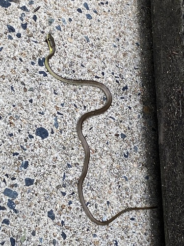 Common Tree Snake sighting