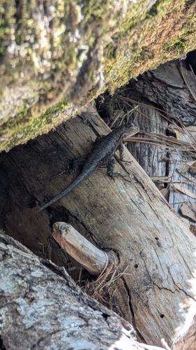 iNaturalist observation photo of Western Fence Lizard