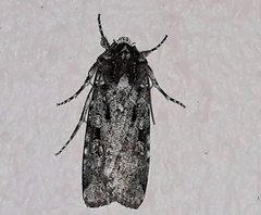 Mentaxya ignicollis
