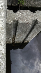 Elaphe quatuorlineata