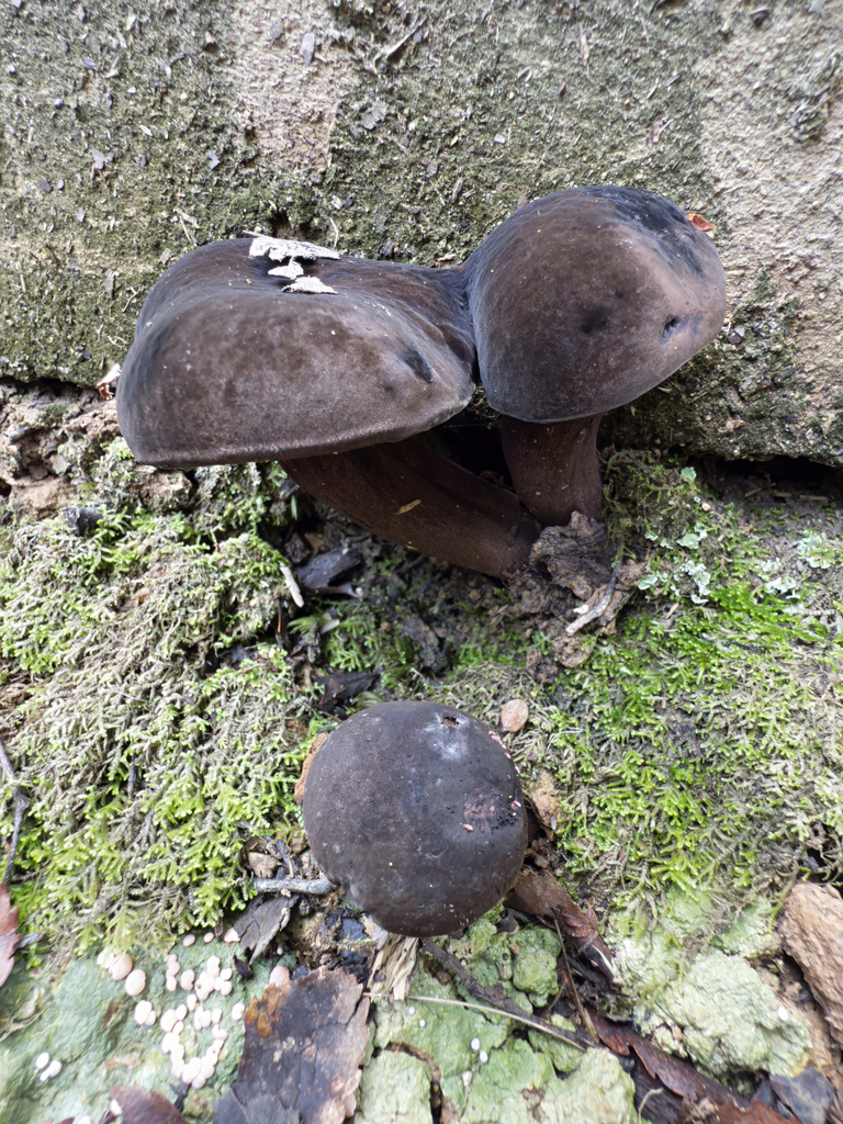 Tylopilus formosus · May 2025 · photo: © jeremy_rolfe (iNaturalist, cc-by)