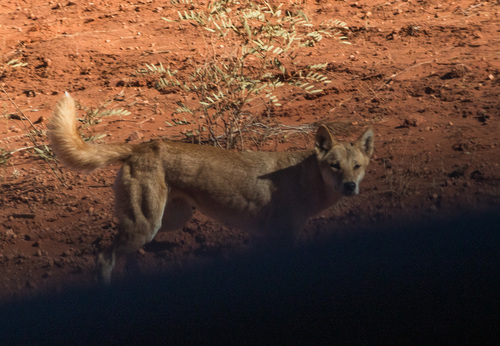 Dingo