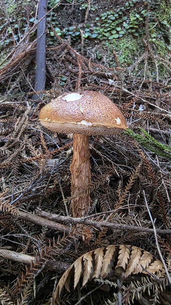 Austroboletus novae-zelandiae