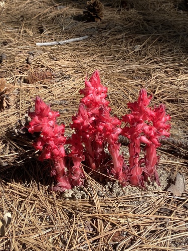 iNaturalist observation photo of Snowplant