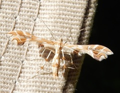 Geina periscelidactylus