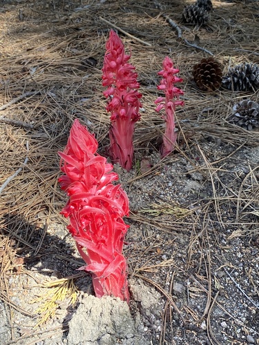 iNaturalist observation photo of Snowplant