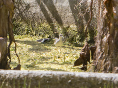 Actitis macularius