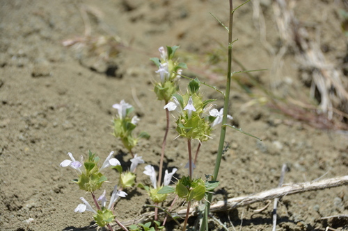 heart-leaved thornmint (Acanthomintha obovata)