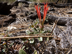 Monardella macrantha macrantha