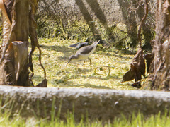 Actitis macularius
