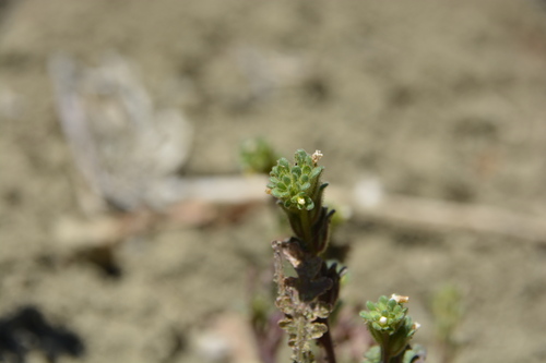 Limestone phacelia (Phacelia affinis)